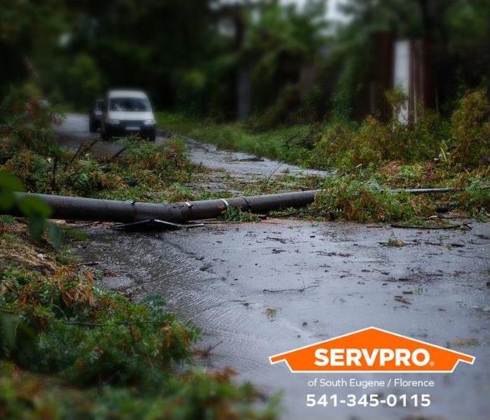 A tree has fallen across a road during a windstorm.